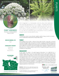 fact invasive sheet species sheets hogweed giant prism lakes finger field guide