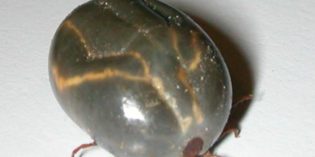 New Invasive Tick Found in New York