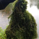 Track the Hydrilla Hunt in the Finger Lakes Track the Hydrilla Hunt in the Finger Lakes