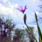 Improving Ecosystems with Aquatic Plants Improving Ecosystems with Aquatic Plants