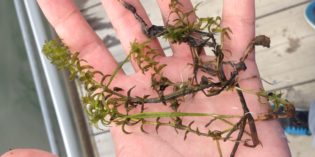 The Hunt for Hydrilla Continues