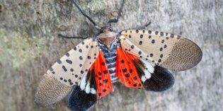 Spotted Lanternfly on the Move