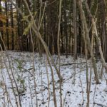 Japanese angelica tree found in Monroe County! Japanese angelica tree found in Monroe County!