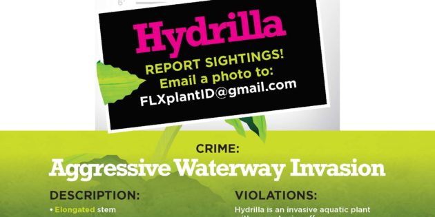Announcing Request for Bids: Hydrilla Control