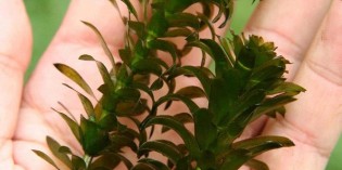 Brazilian Elodea (waterweed) – NOT YET IN REGION