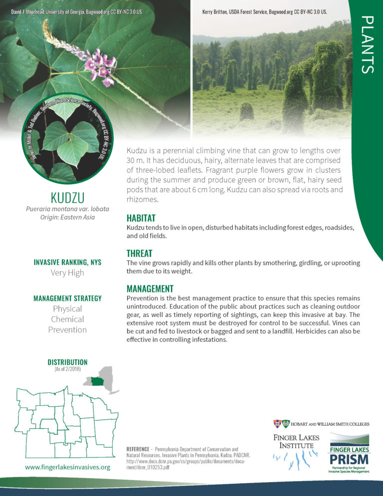 Kudzu Invasive Map Kudzu – NOT YET IN REGION : Finger Lakes PRISM