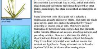 Starry Stonewort