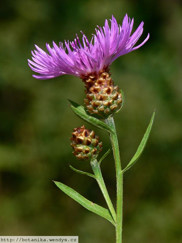 Image of Brown knapweed flower