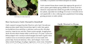 Be on the lookout- Garlic Mustard!