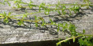WANTED IN THE FLX: Hydrilla