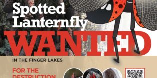 WANTED IN THE FLX: Spotted Lanternfly