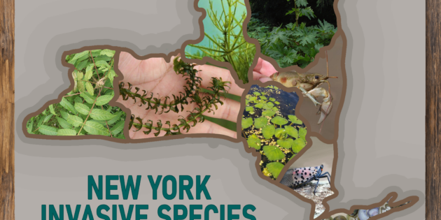 New York Invasive Species Awareness Week! (June 5th-June11th)