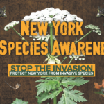 New York Invasive Species Awareness Week! (June 3rd-June 9th)