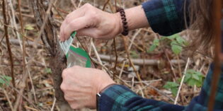 Citizen Science At Its Finest: Scraping Spotted Lanternfly Egg Masses to Protect the FLX